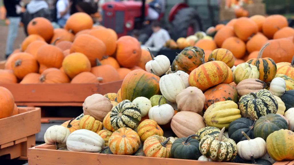 Hobbledown Heath Pumpkin Patch